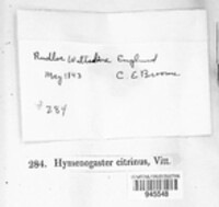 Image of Hymenogaster citrinus